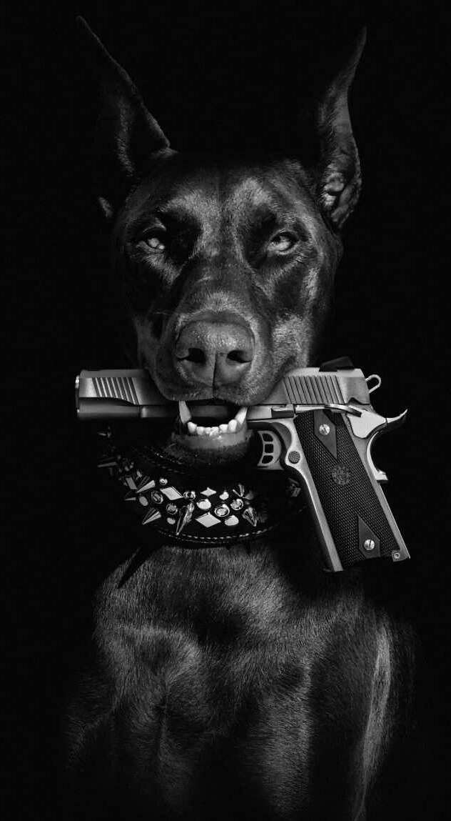 Fotografia original em preto e branco do Doberman, identidade visual da Zorzo Armas